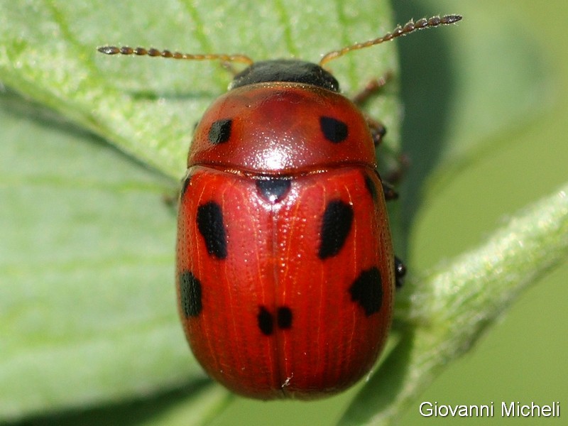 Chrysomelidae: Gonioctena fornicata